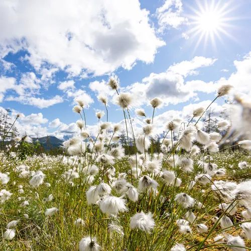 Sommar i lofsdalen med blommor