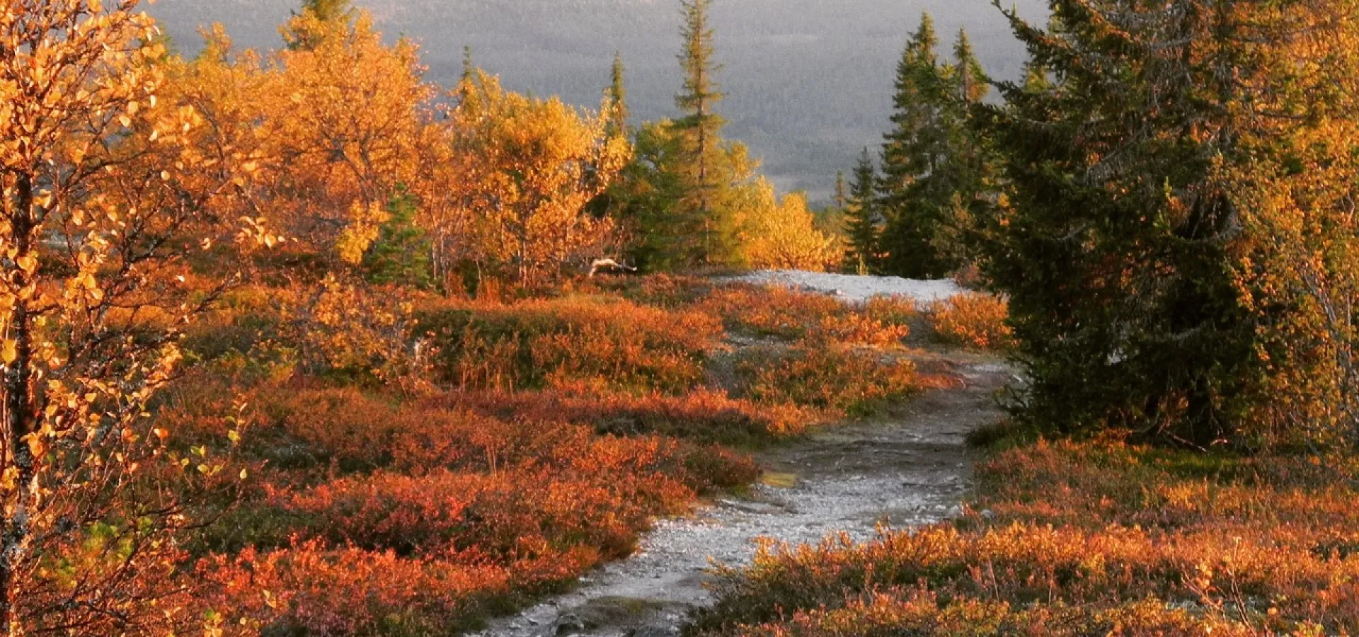 höst i Lofsdalen 