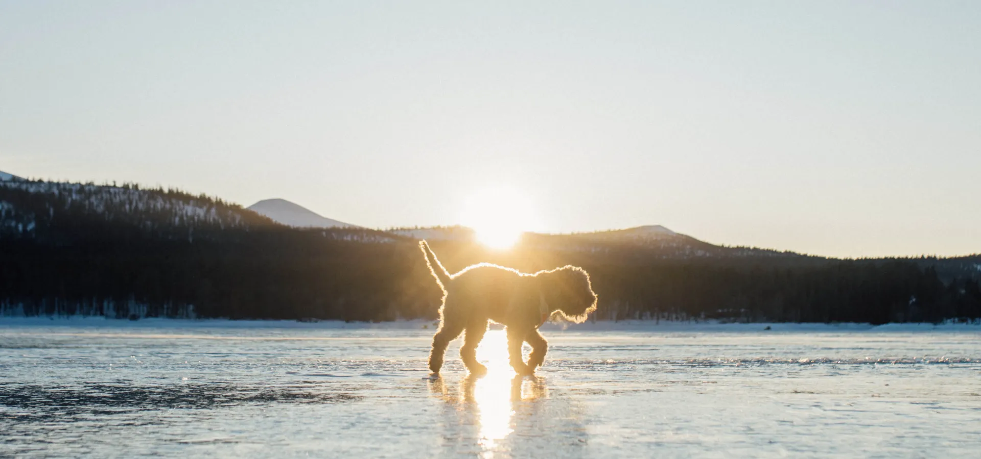 Hund i Fjällen 