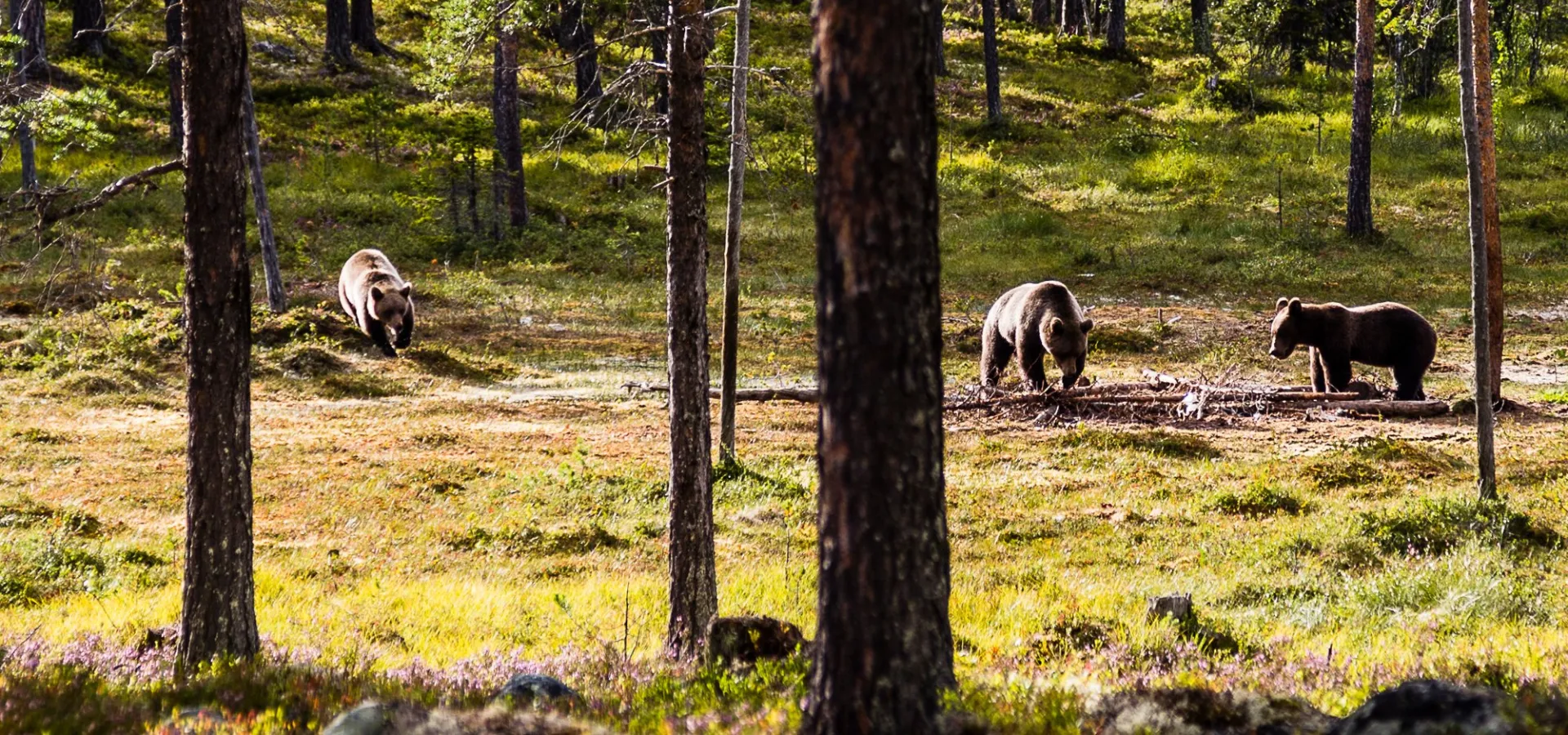 Brunbjörnar i Lofsdalen