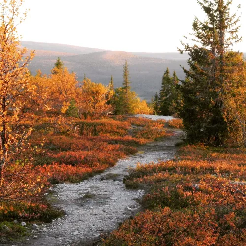 höst i Lofsdalen 