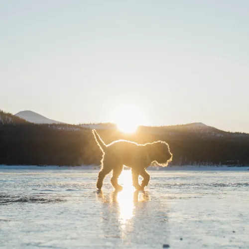 Hund i Fjällen 