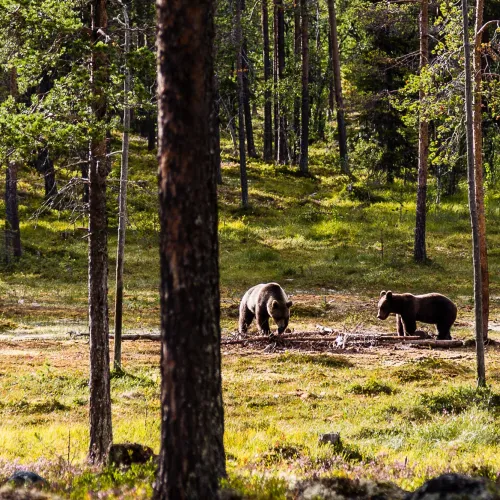 Brunbjörnar i Lofsdalen