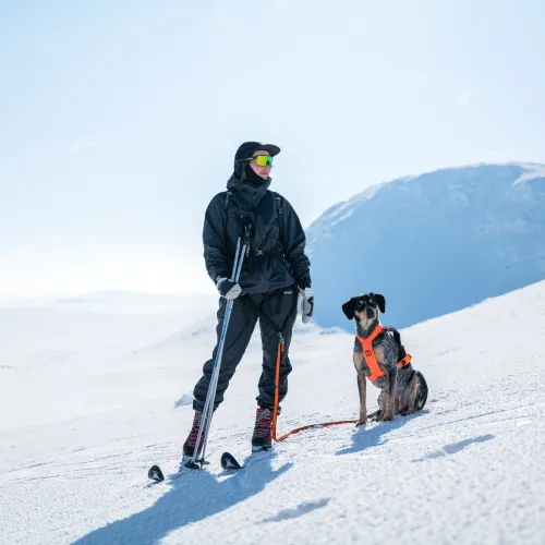 Hund i Lofsdalen