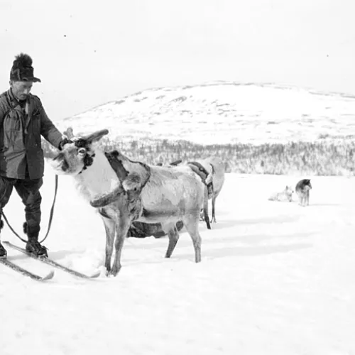 Samer i Lofsdalen