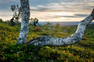 Downhill i Lofsdalen