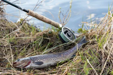 Fiska i Lofsdalen-Glötes fiskevårdsområde