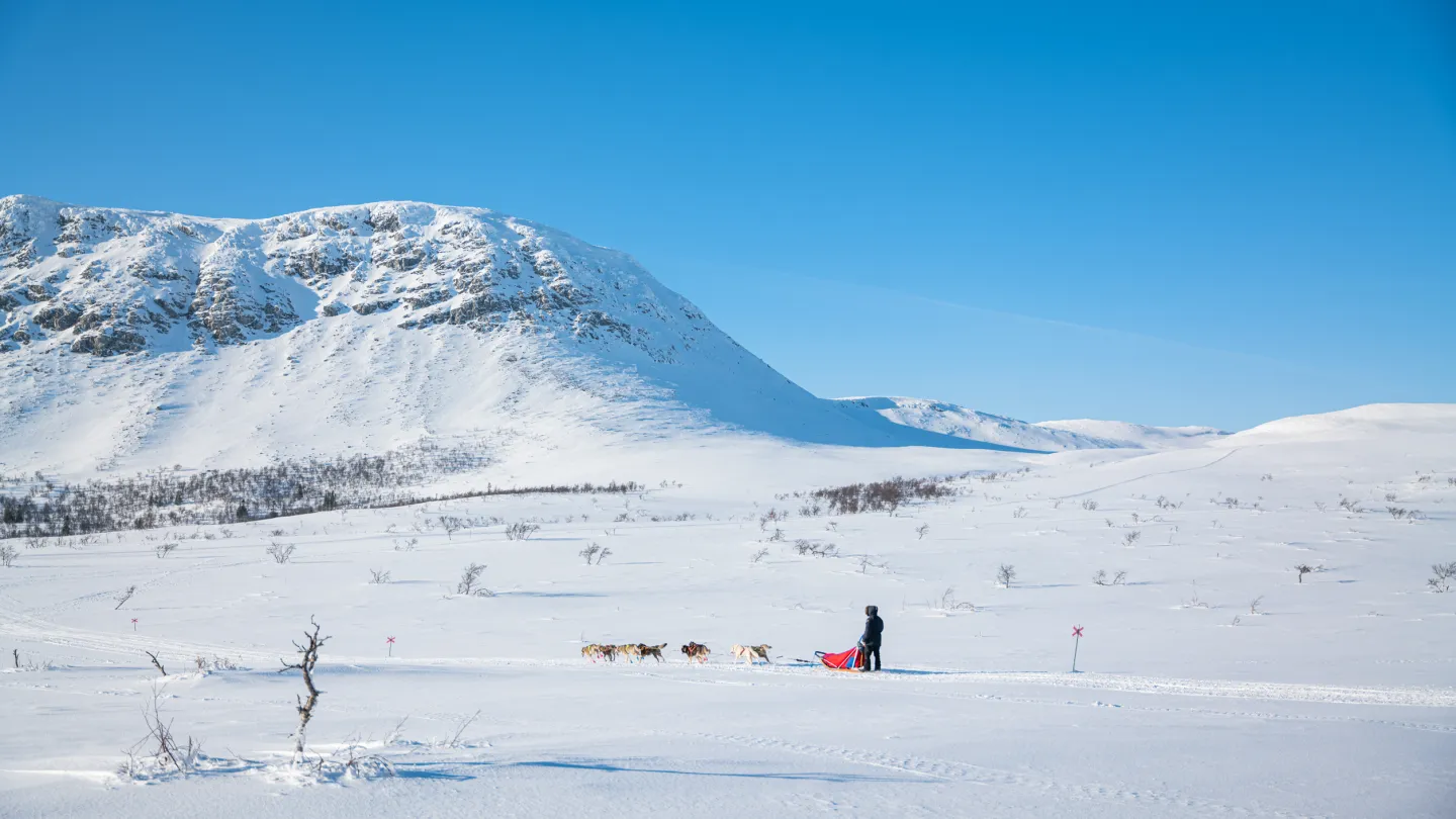 hundspann i Lofsdalen