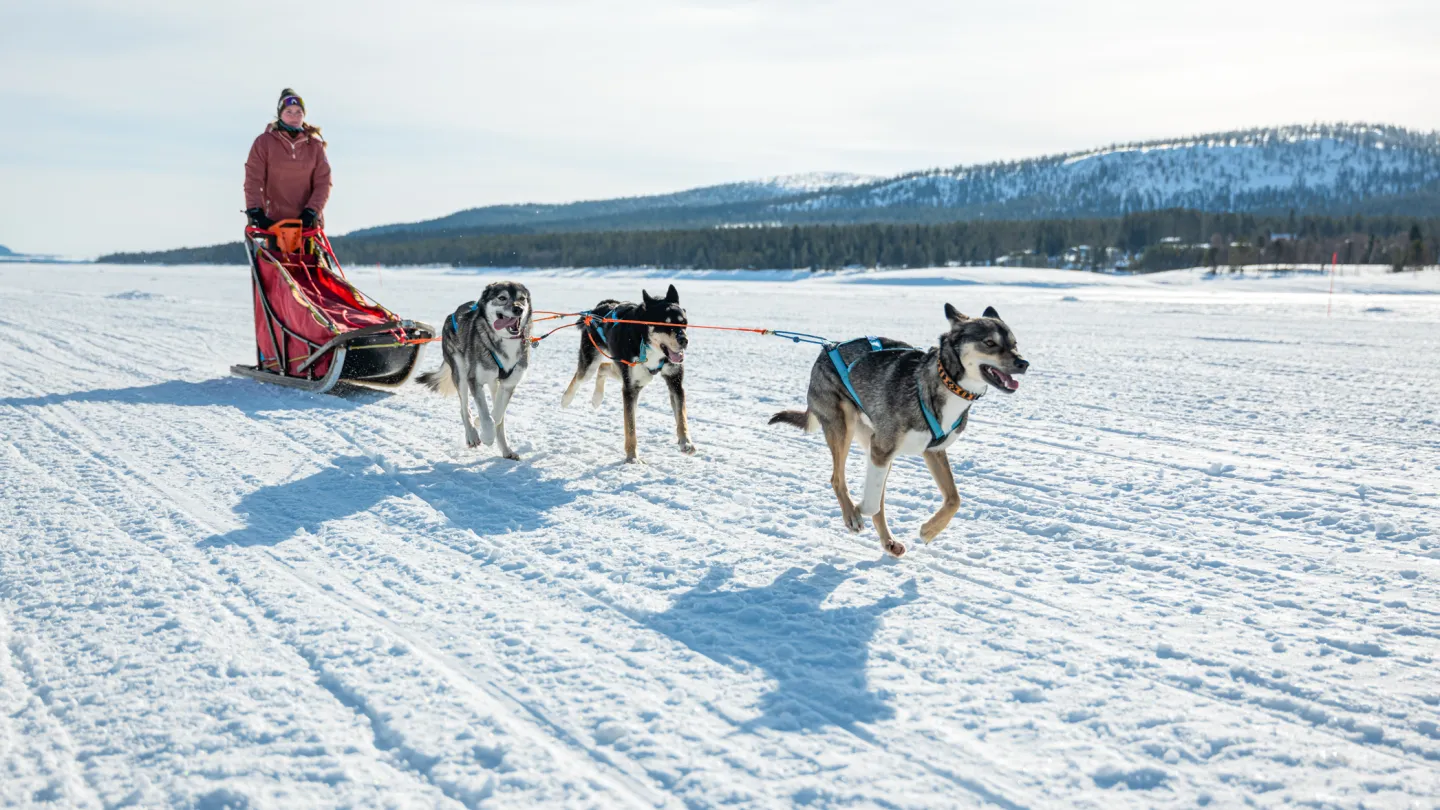 hundspann i Lofsdalen