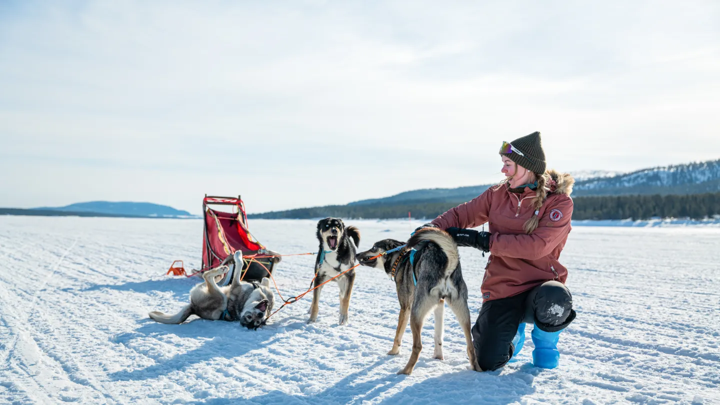 hundspann i Lofsdalen